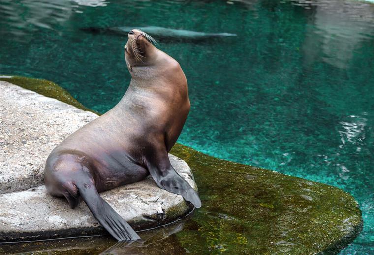 So süß! Daran erkennt ihr die verschiedenen Robben-Arten Ein Seelöwe sitzt auf einem Stein