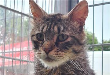 Kater Ace