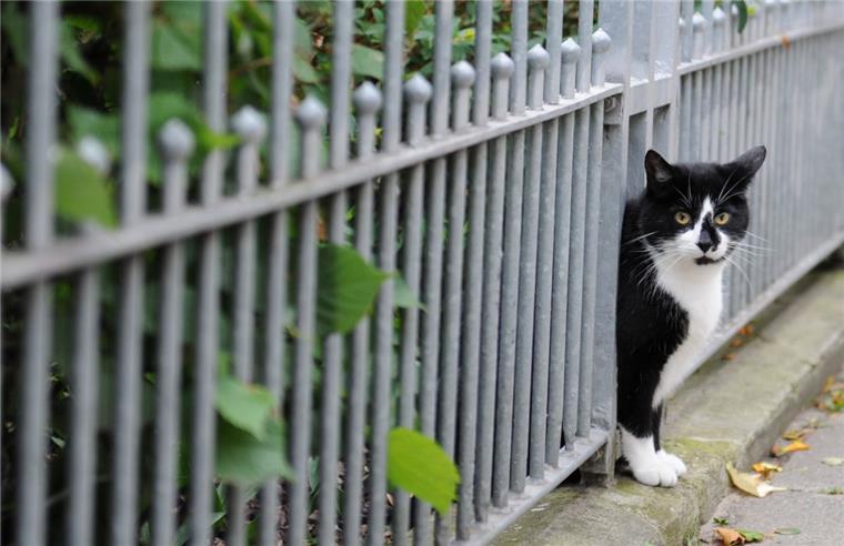Wesermarsch: Tierschützer wollen wieder Katzen kastrieren lassen Der Tierschutzverein Wesermarsch möchte in den kommenden Wochen möglichst viele verwilderte Katzen kastrieren, kennzeichnen und registrieren lassen.