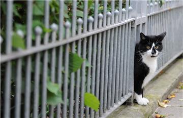 Der Tierschutzverein Wesermarsch möchte in den kommenden Wochen möglichst viele verwilderte Katzen kastrieren, kennzeichnen und registrieren lassen. 