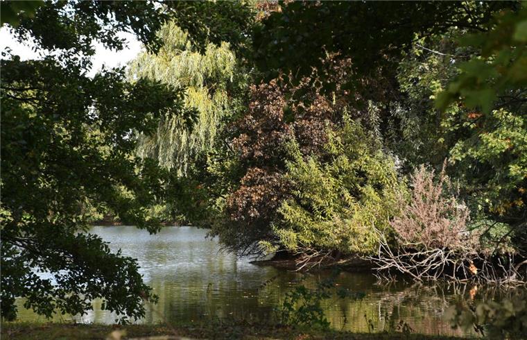 Der Tietjensee in Schwanewede soll leergepumpt werden. Die Polizei hofft, dort die Leiche einer verschwundenen Frau zu finden.