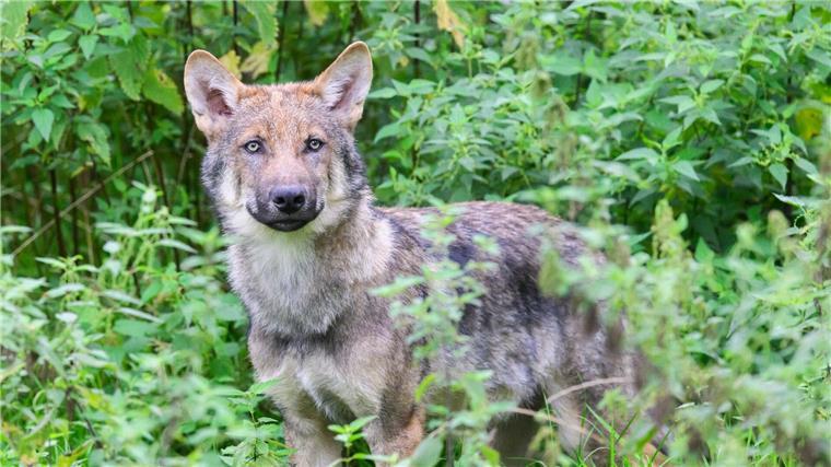 Niedersachsen für Erleichterung von Wolfsabschüssen Der Verein Wildtierschutz Deutschland lehnt den Abschuss von Wölfen ab (Archivbild).