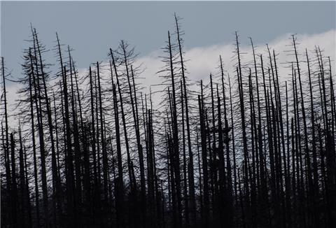 Wolken sind hinter abgestorbenen Fichten im Nationalpark Harz zu sehen. 