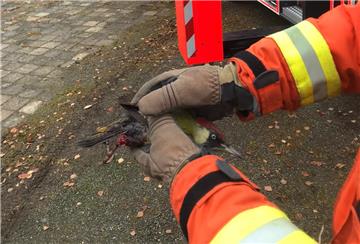 Der Vogel war in seiner misslichen Lage bereits zur Zielscheibe von Krähen geworden.