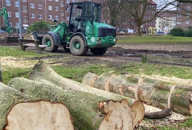 Klimaprojekt: 26 kranke Rosskastanien am Becké-Platz sind gefällt Der Waldemar-Becké-Platz mit 26 erkrankten und gefällten Rosskastanien
