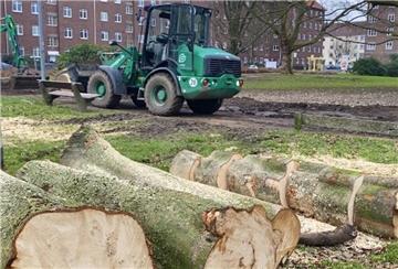 Der Waldemar-Becké-Platz mit 26 erkrankten und gefällten Rosskastanien 