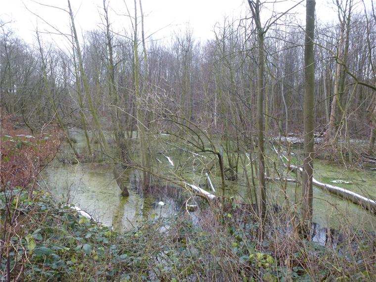 Der Wasserwerkswald in Bremerhaven im Bereich Vieländer Weg und Im Weddel gleicht einer Seenlandschaft. Bäume sind umgestürzt, weil sie entweder abgestorben sind oder der feuchte Boden ihren Wurzeln keinen Halt mehr gibt.