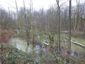 Der Wasserwerkswald in Bremerhaven im Bereich Vieländer Weg und Im Weddel gleicht einer Seenlandschaft. Bäume sind umgestürzt, weil sie entweder abgestorben sind oder der feuchte Boden ihren Wurzeln keinen Halt mehr gibt.