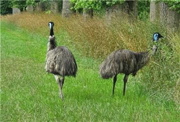 Der Wehldorfer Uwe Gebhardt war mit dem Fahrrad unterwegs, als ihm zwischen Wehldorf und Heyerhöfen diese beiden Emus begegneten.