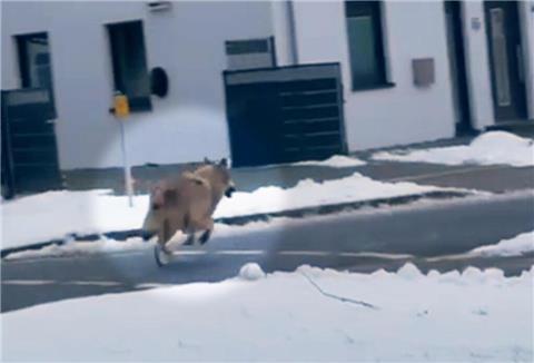 Der Wolf auf der Adolf-Butenandt-Straße in Beverstedt.