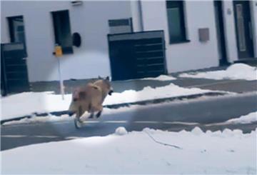 Der Wolf auf der Adolf-Butenandt-Straße in Beverstedt.
