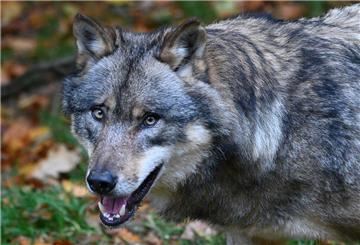 Der Wolf bereitet nicht nur Haltern von Weidentieren Sorgen.