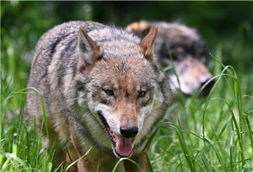 Wölfe laufen durch ein Gehege im Wildpark Eekhol