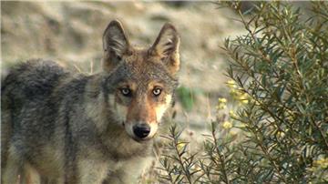 Der Wolf hat wieder zugeschlagen - diesmal in Meckelstedt.