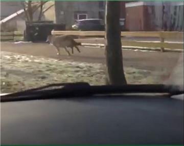 Der Wolf läuft auf dem Bürgersteig durch ein Wohngebiet. 