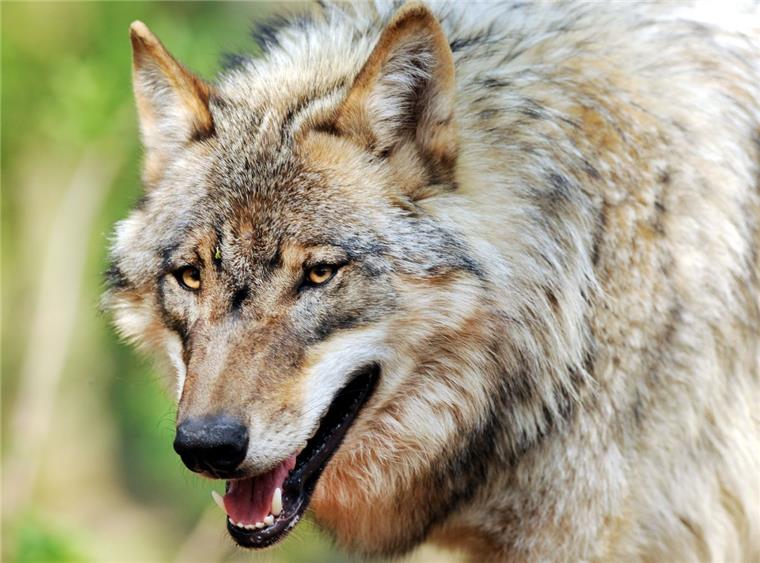Der Wolf scheint im Landkreis Cuxhaven vor einer ungewissen Zukunft zu stehen.