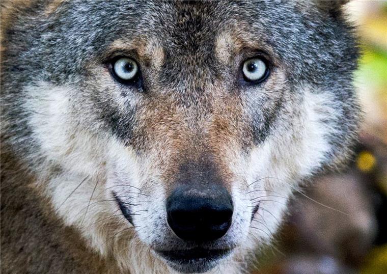 Mahnfeuer im Cuxland: Weidetierhalter wettern gegen das Wolfskonzept Der Wolf spaltet weiterhin die Gemüter im Cuxland.