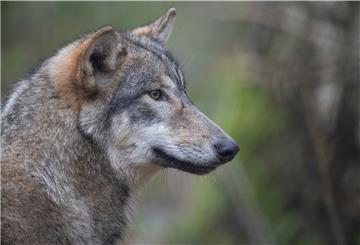 Der Wolf und seine Lebensweise ist Thema einer Vortragsreihe, die nun startet.