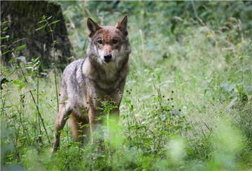 Ein Wolf auf einer Wiese.