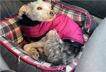 Hund im Auto