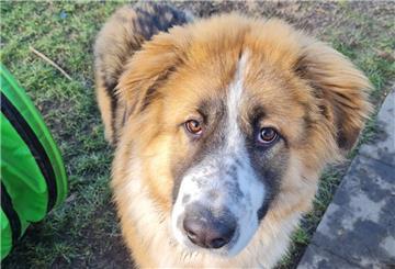 Der zehn Monate alte Ciobânesc Românesc De Bucovina "Rocky" sucht ein neues Zuhause.