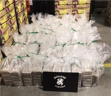 Der Zoll hat in den Niederlanden fast eine Tonne Kokain in einem Bananen-Container sichergestellt.