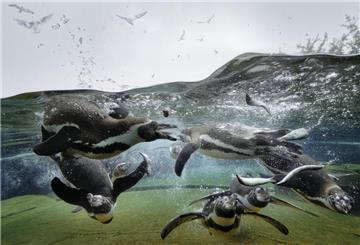 Der Zoo am Meer hat nun neue Bewohner: Drei Pinguine aus Dortmund sind dort eingezogen.