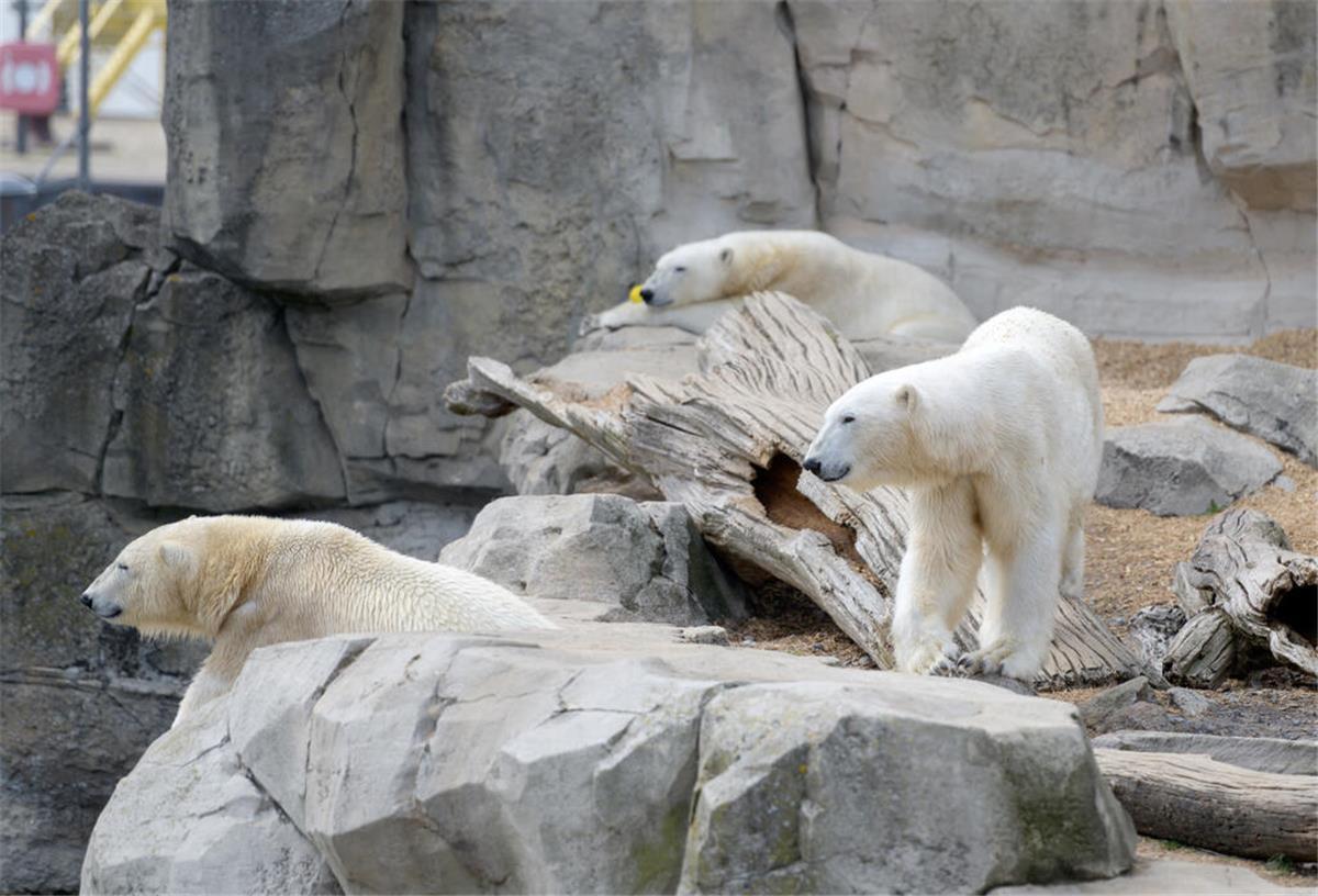 Zoo am Meer zeigt, warum Artenvielfalt unser Leben sichert Drei Eisbären im Gehege vom Zoo am Meer.