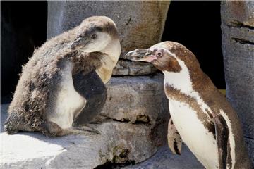 Der Zoo am Meer wird 90. Gefeiert wird am 24. Juni mit einem bunten Programm. Foto: Zoo am Meer Bremerhaven