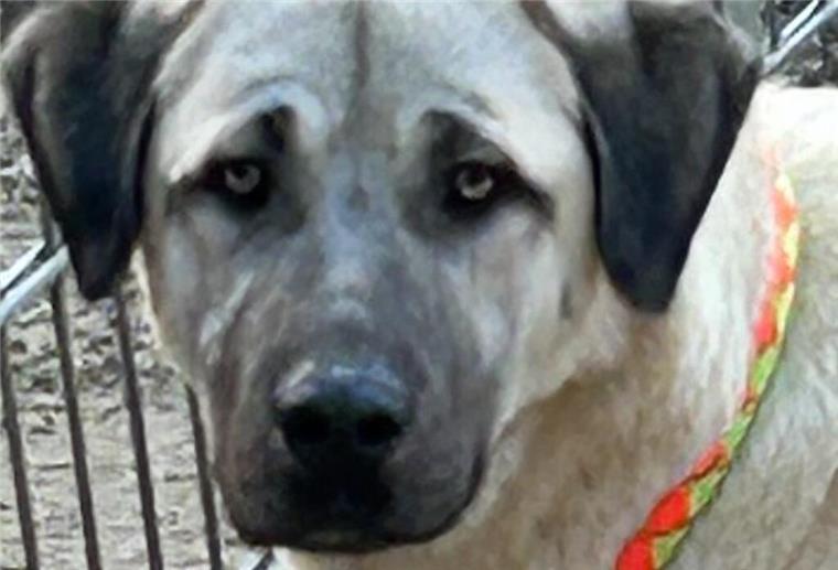 Hund Bruno