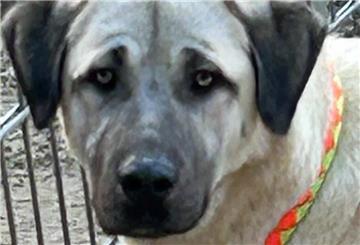 Hund Bruno