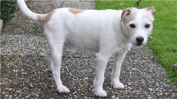 Der zwölf Jahre alte Parson Jack Russell Nico hat überlebt, obwohl er Gift gefressen hat.