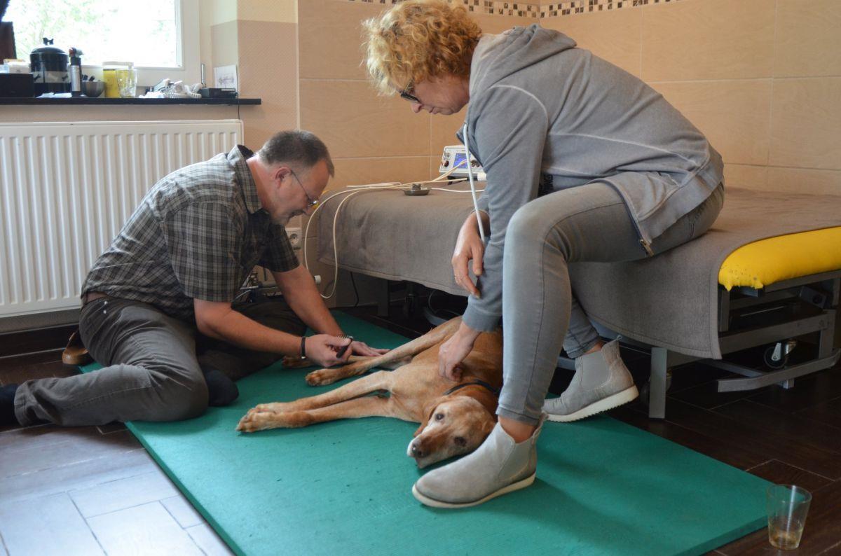 Der zwölfjährige Ungarische Vorstehhund Picky hat Probleme mit seinen Hinterläufen. Der Hundephysiotherapeut Detlef Pilath aus Wilstedt gibt ihm Akupunktur. Pickys Frauchen Cornelia Krüger weicht dabei nicht von seiner Seite.
