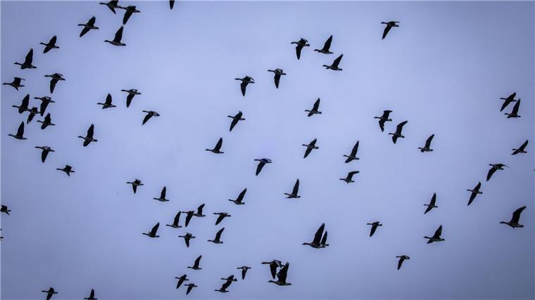 Vogelgrippe-Risiko bei Wasservögeln teils sehr hoch Derzeit geht hierzulande laut Experten vor allem von Wasservögeln ein Risiko für Vogelgrippe-Einträgen aus.