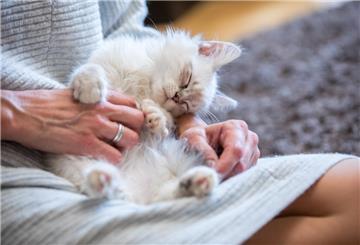 Katzen boomen, Hundefutter schwächelt: Die Heimtierbranche in Deutschland hat 2024 über sieben Milliarden Euro umgesetzt.
