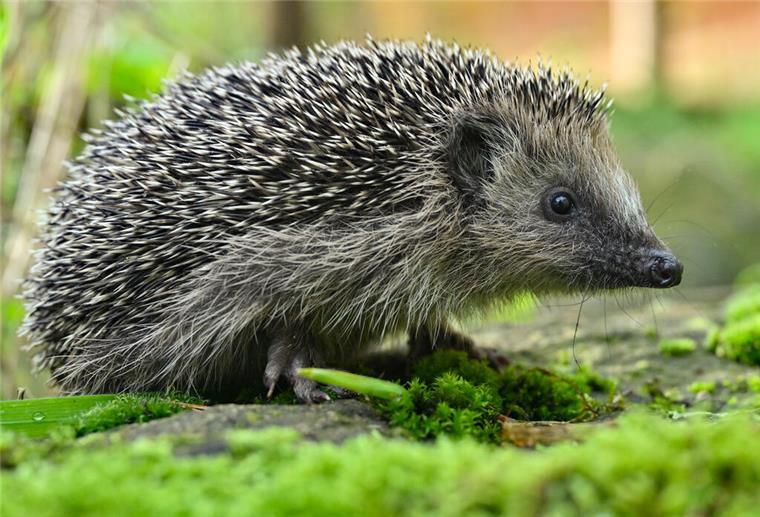 Deutschland sucht den Super-Igel – Der NABU startet wieder eine Zählung der Tiere. 