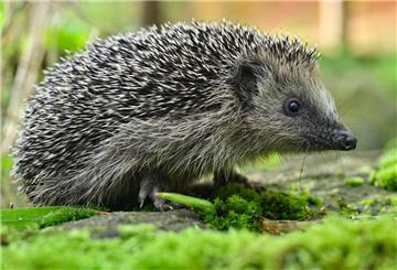 Deutschland sucht den Super-Igel – Der NABU startet wieder eine Zählung der Tiere. 