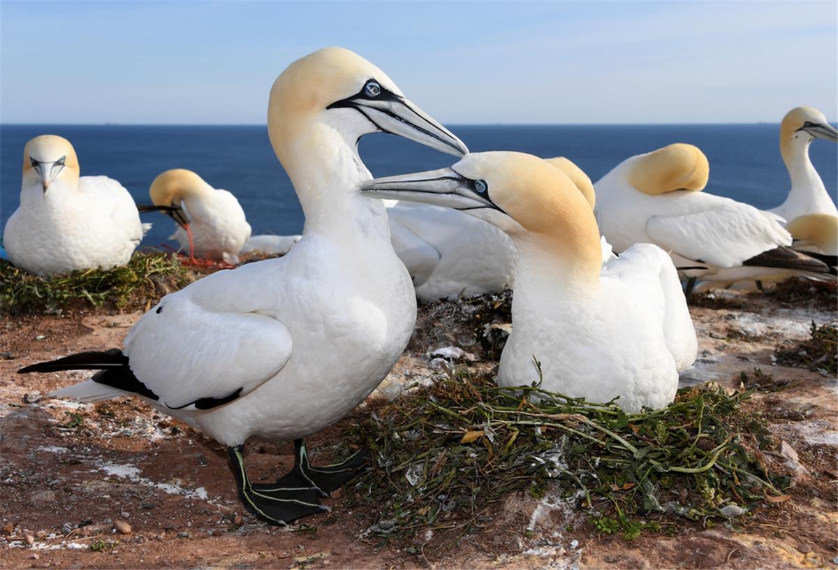 Deutschlands einzige Kolonie des Basstölpels auf Helgoland ist inzwischen von der Vogelgrippe betroffen.