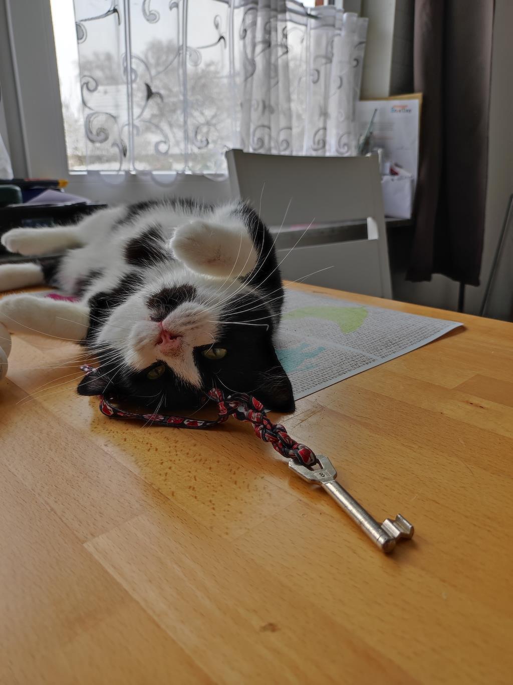 Diana W. schickte uns gleich mehrere Bilder von Kater Henry. Auf allen Fotos lag...