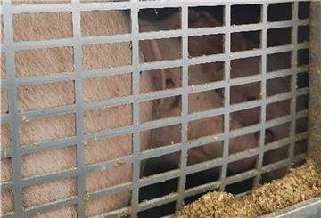Das Foto zeigt die dicht an dicht stehenden Ferkel auf dem Tiertransporter. 