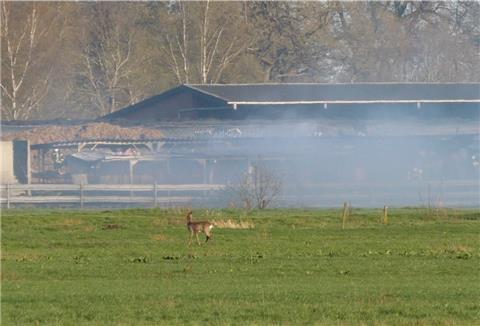Dichter Rauch über dem brennenden Kälberstall.