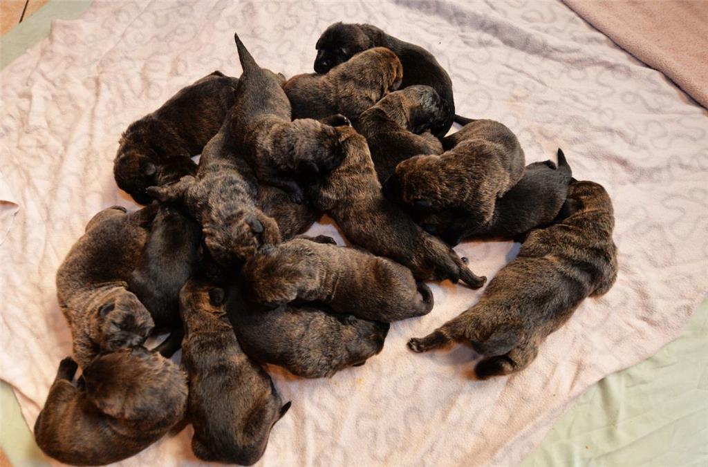 Die 17 Welpen haben es sich auf einer Decke gemütlich gemacht. 