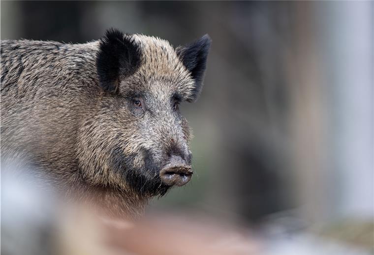 Die Afrikanische Schweinepest ist erstmals in Deutschland nachgewiesen worden. Die für Menschen ungefährliche Tierseuche ist bei einem toten Wildschwein in Brandenburg bestätigt worden, wie Bundesagrarministerin Klöckner mitteilte. 
