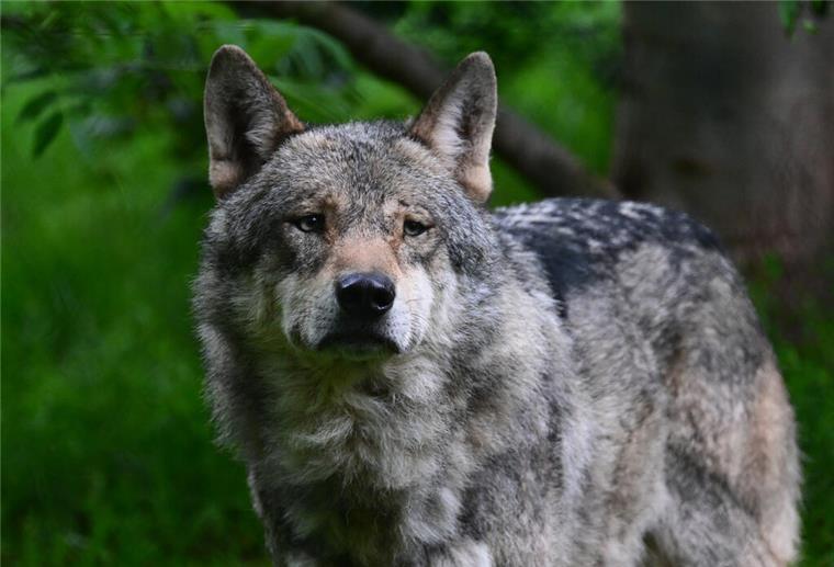 Landkreise fordern niedrigere Hürden für Jagd auf Wölfe Ein Wolf läuft durch ein Gehege
