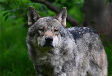 Ein Wolf läuft durch ein Gehege