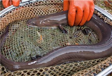 Die Anbindung des Bederkesaer Sees an den Hadelner Kanal, die den Fischen als Zu- und Abwanderungsmöglichkeit dient, sowie seine Nähe zur Nordsee macht das Gewässer für den Artenschutz des gefährdeten Aals (Bild) interessant. 