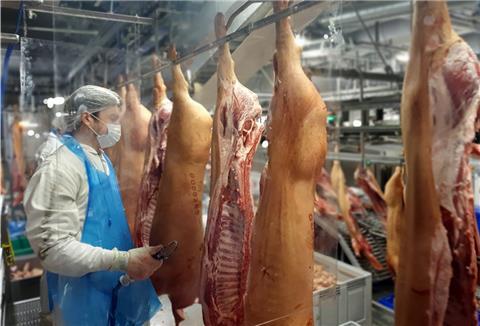Die Arbeitsplätze der Tönnies-Mitarbeiter sind jetzt durch Plexiglasscheiben voneinander getrennt. Am Donnerstag wurden die ersten 8000 Schweine geschlachtet.