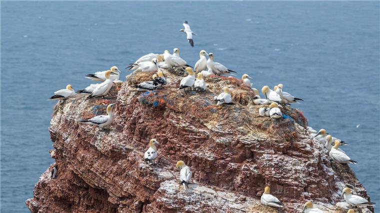 Vogelpest grassiert auf Helgoland: Hunderte Tiere tot