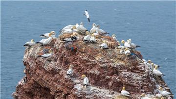 Die auf Helgoland grassierende Geflügelpest betrifft nun auch die dortige Basstölpelkolonie.