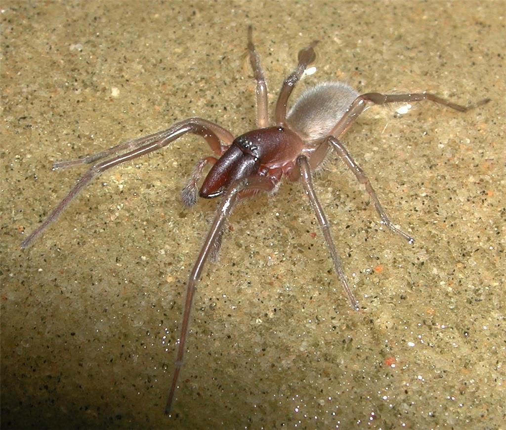Die Aufnahme zeigt eine männliche Australische Küstenspinne der Art Desis bobmar...